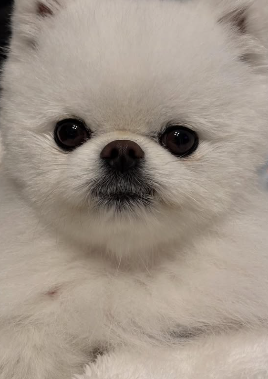 改善後のハヌルくんの写真